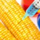 Corn being injected New Hidden Law Allows Monsanto to Plant and Sell GMO Seeds Even if They Are Later Found to be Toxic