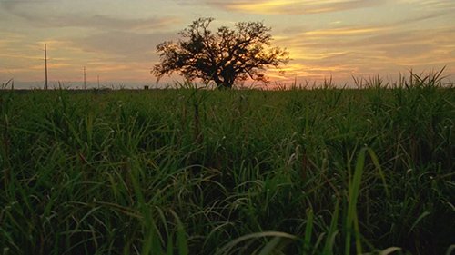After the detectives caught Reggie Ledoux, the deranged redneck, the camera ominously focuses on a lone tree - a tree that is seen multiple times during the series. With its roots firmly gripping the Louisiana soil, the tree represents the family bloodline that rules the region.