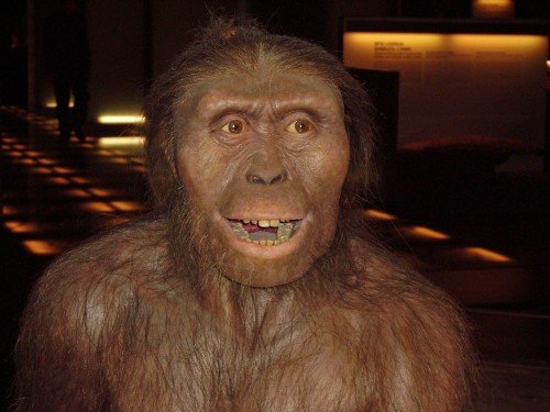 Lucy is the name given to the remains of a new species found in 1974 in Ethiopia. Named a new species called Australopithecus afarensis, it is considered by scientists to be a "missing link" between animals and humans.